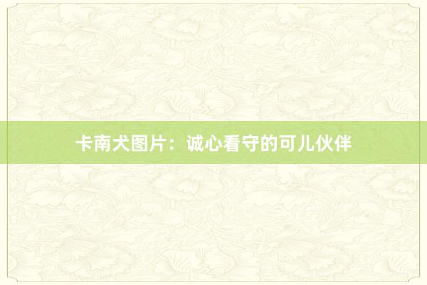 卡南犬图片：诚心看守的可儿伙伴